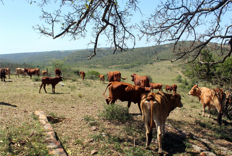Commercial Property for Sale in Komga Rural Eastern Cape